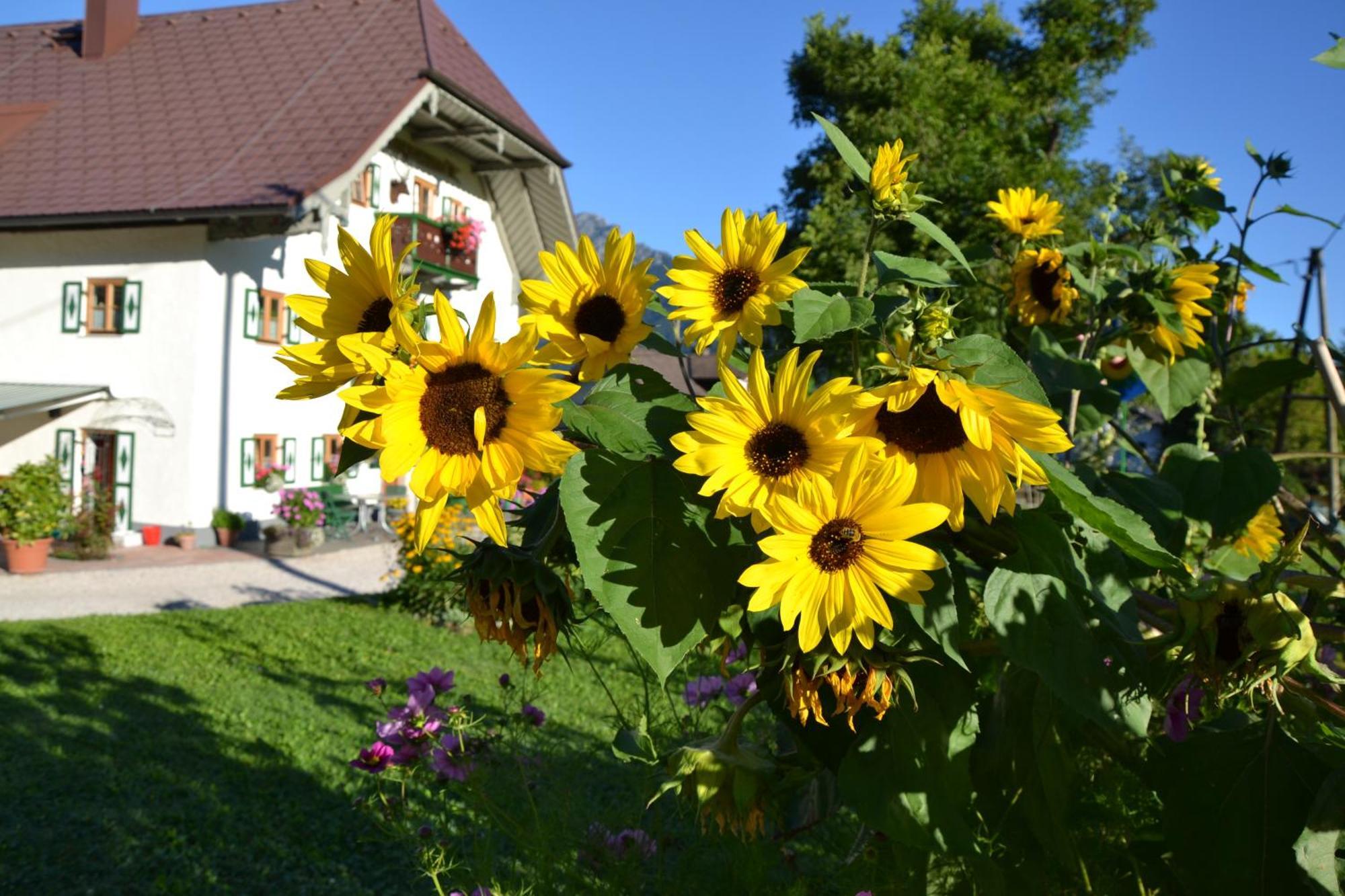 Kerschbaumergut Großgmain Kültér fotó