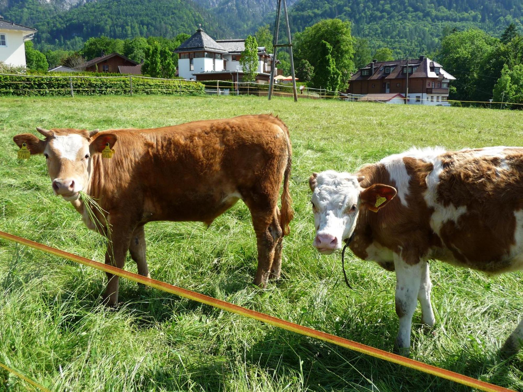 Kerschbaumergut Großgmain Kültér fotó
